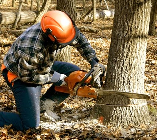 Tree Removal in Van, TX